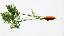 Масло моркови (семян), нерафинированное (Китай)