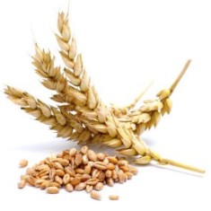 Экстракт зародышей пшеницы, масляный