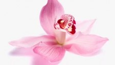 Орхидея и Лотос, отдушка