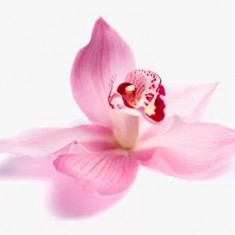 Орхидея и Лотос, отдушка
